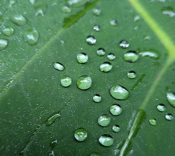 Rain drops on leaf