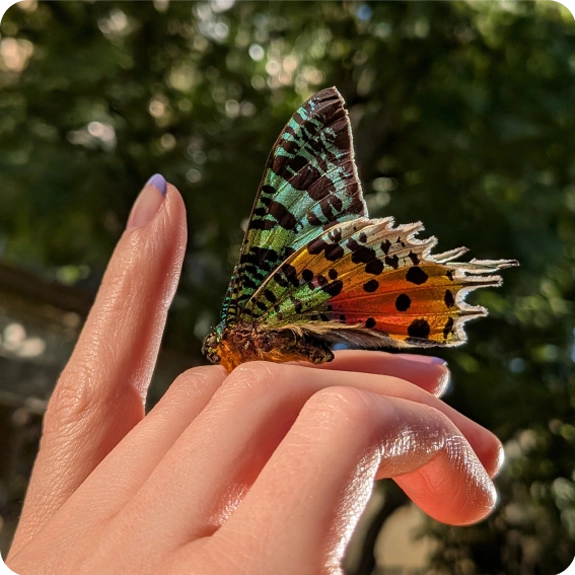 Close up of a butterfly on a hand
