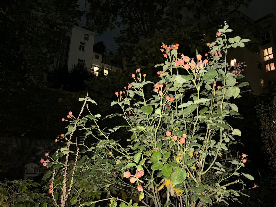 Nacht-Modus-Pflanze